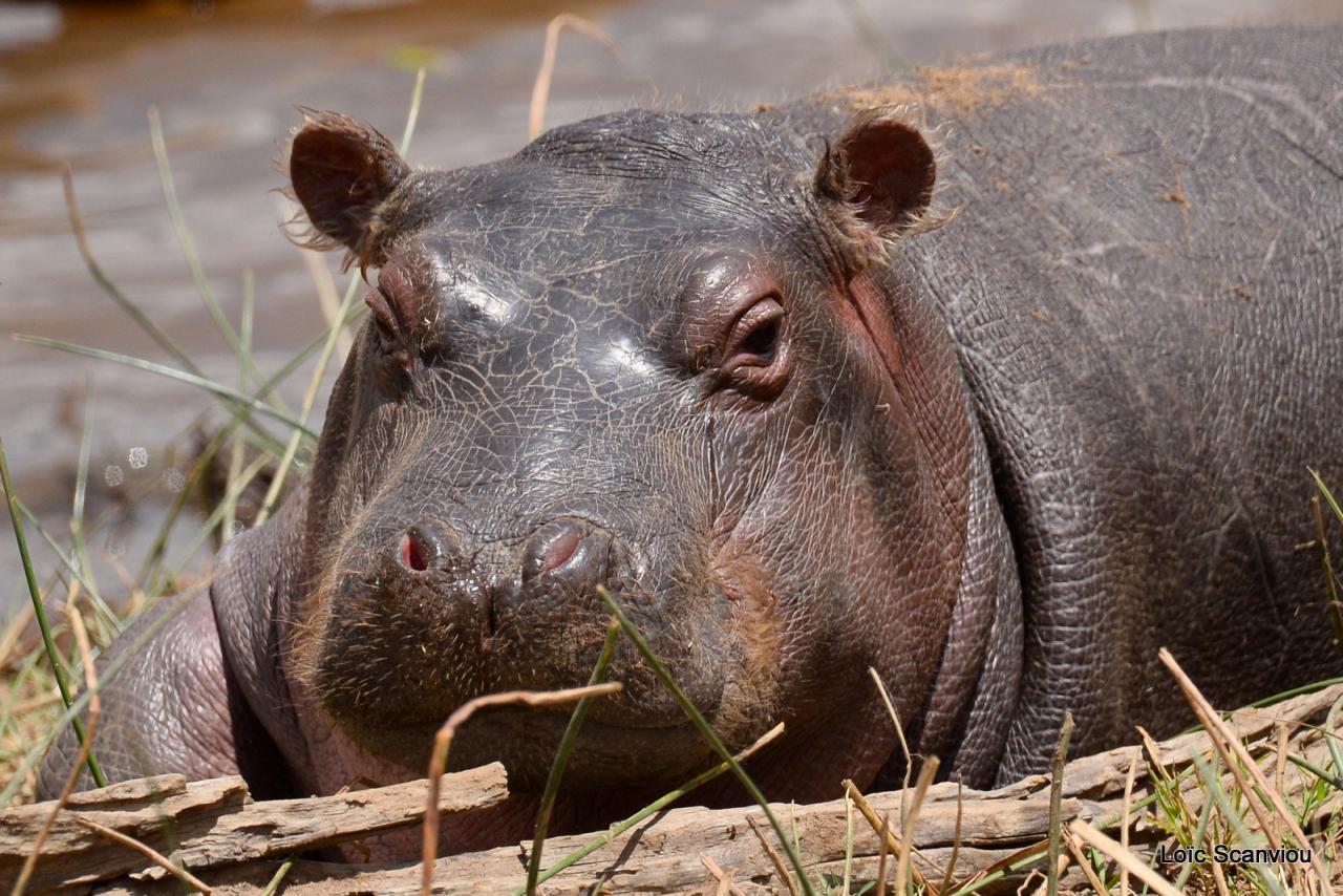 Hippopotame/Hippopotamus (25)