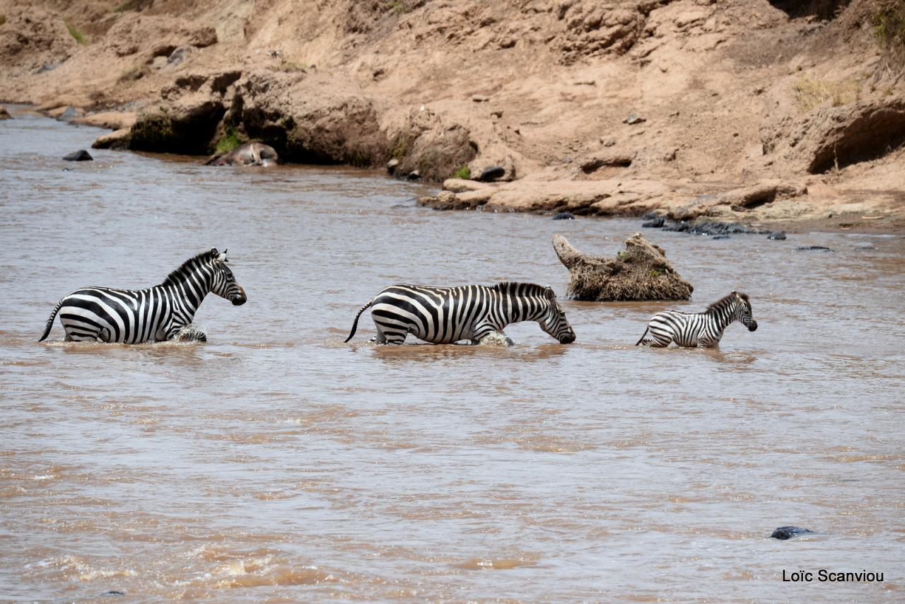 Traversée de la Mara/Mara River Crossing (95)