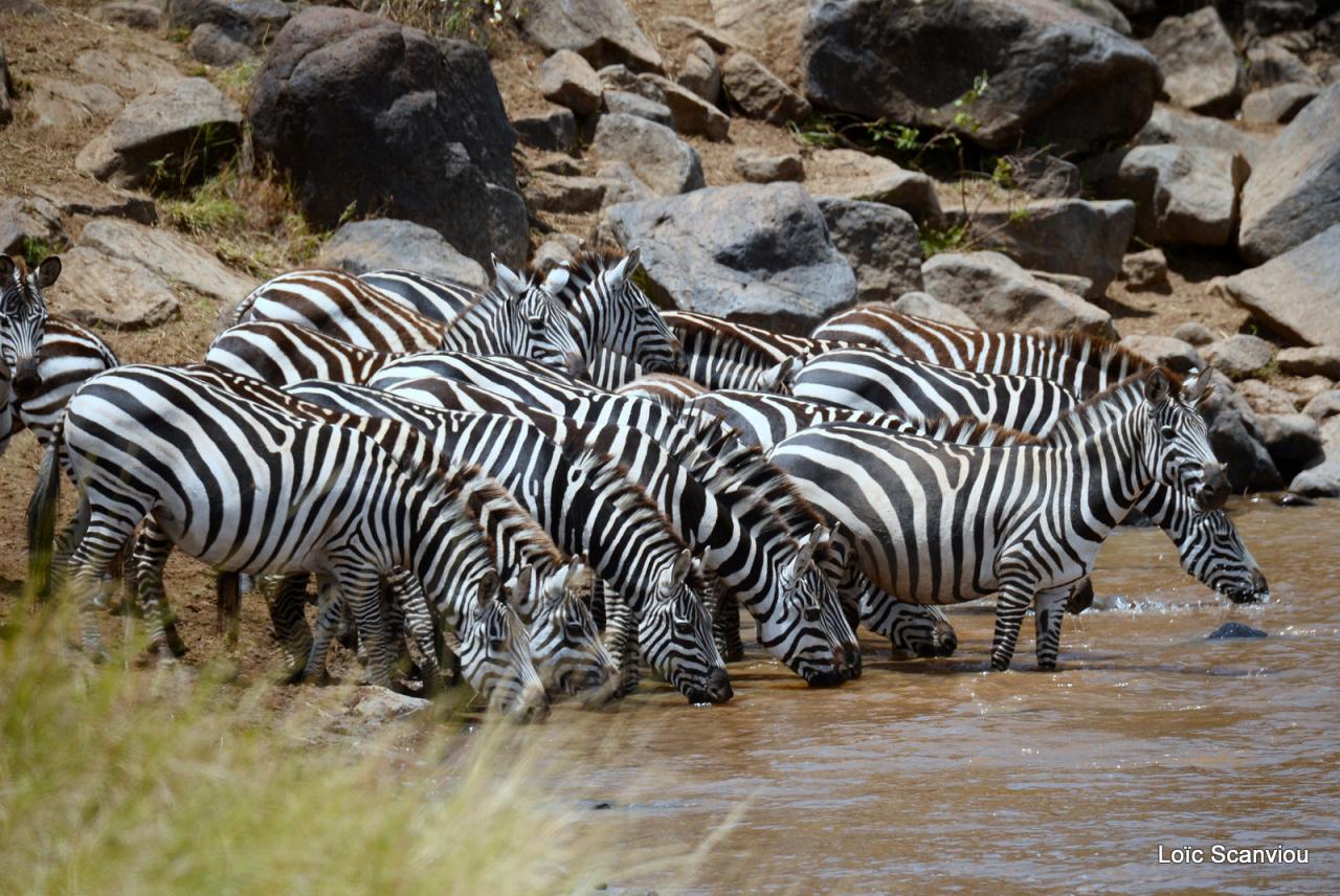 Zèbre/Zebra (14)