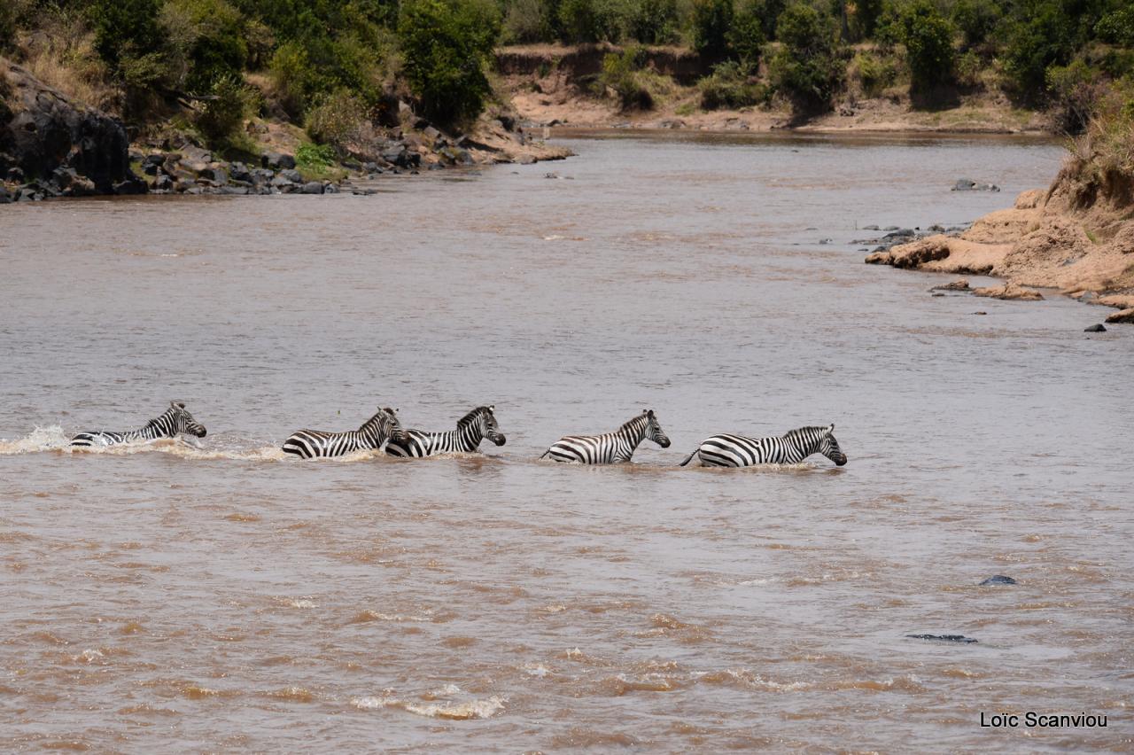 Traversée de la Mara/Mara River Crossing (96)