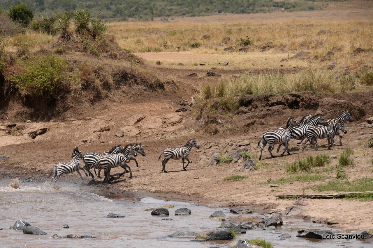 Traversée de la Mara/Mara River Crossing (97)