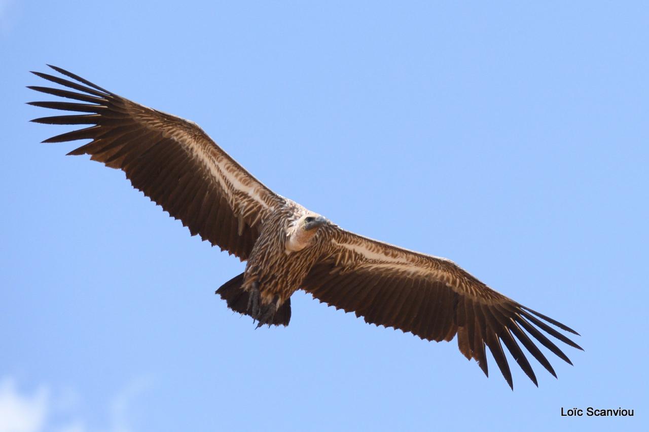 Vautour/Vulture (7)