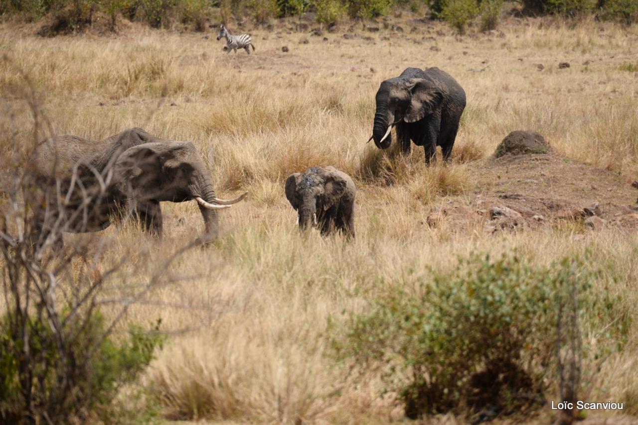 Eléphant (21)