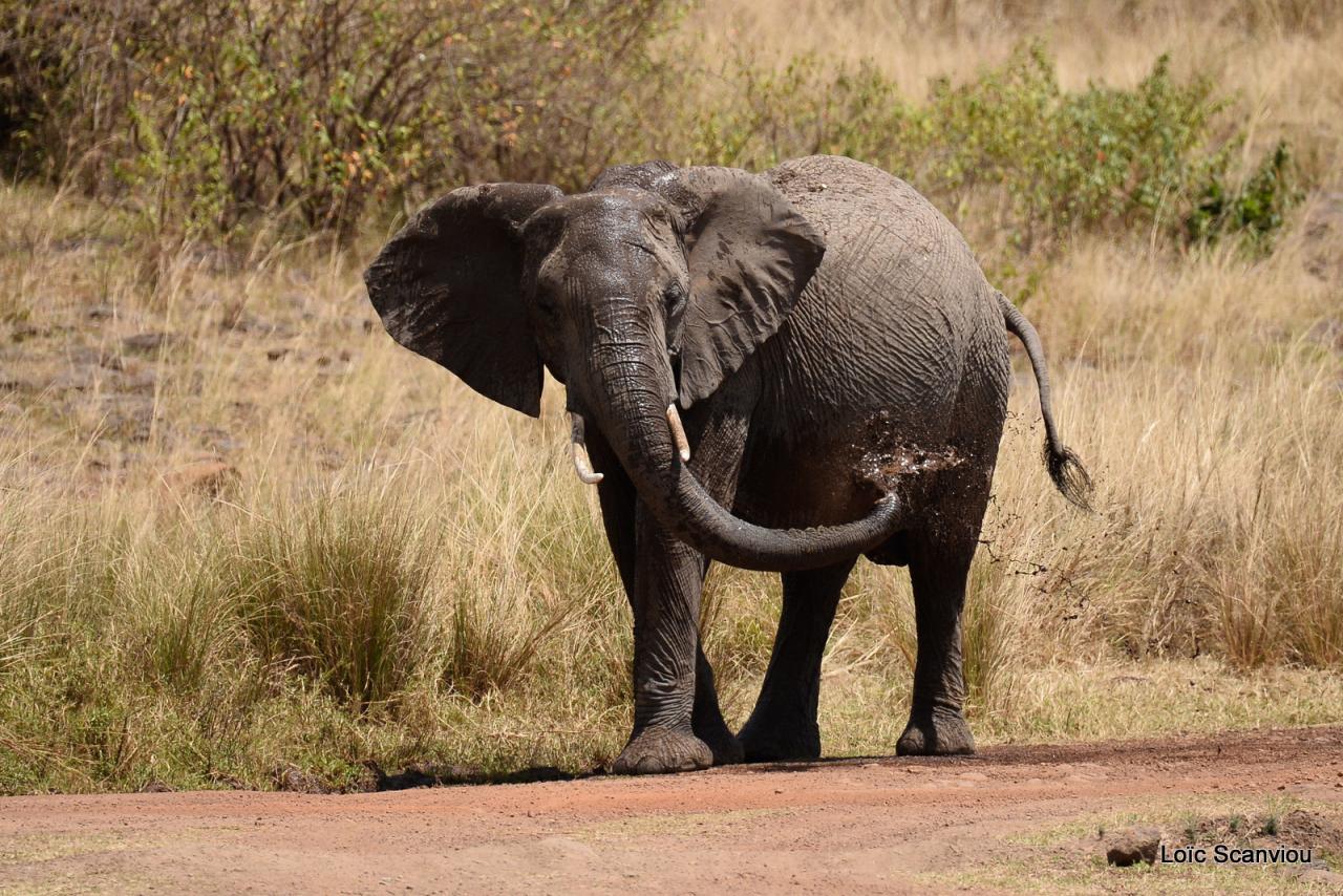 Eléphant (23)