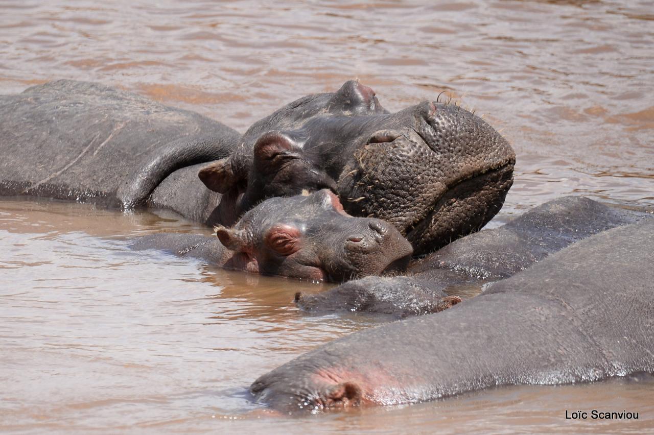 Hippopotame/Hippopotamus (26)