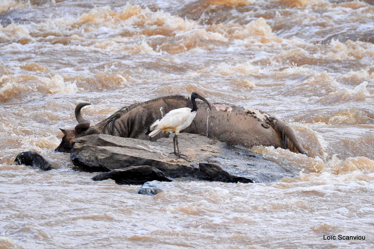Ibis sacré et carcasse (1)