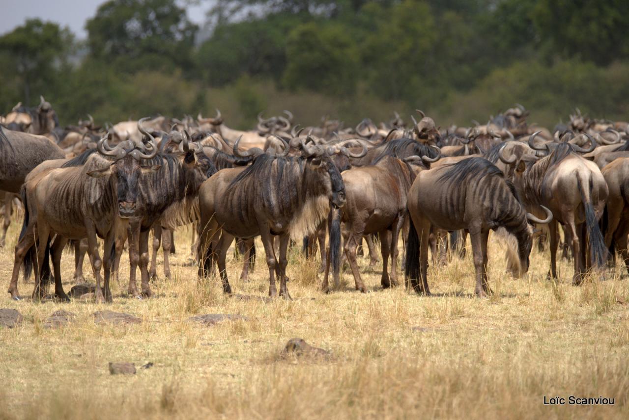Migration des gnous/Wildebeest Migration (45)