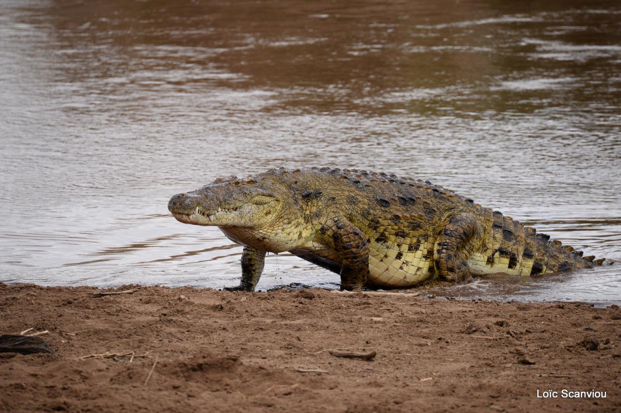 Crocodile (51)