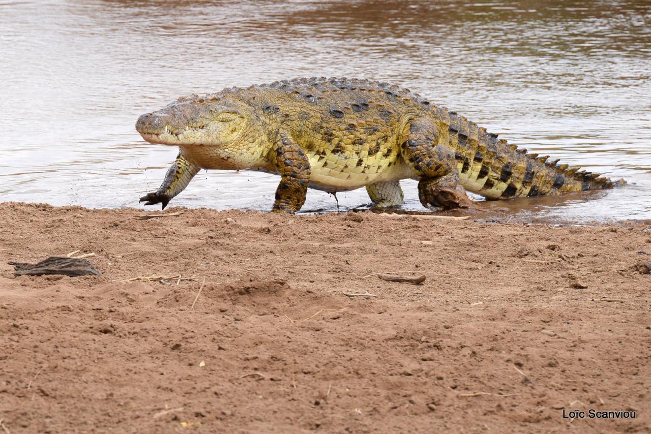 Crocodile (52)