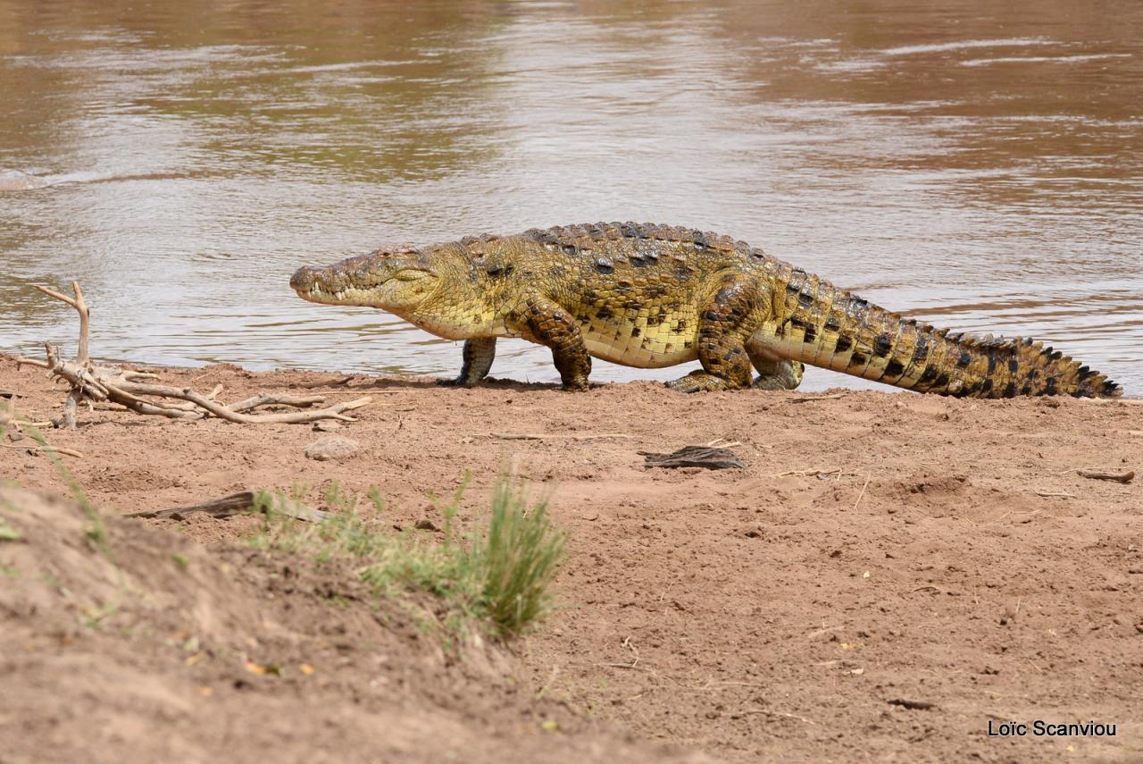 Crocodile (53)
