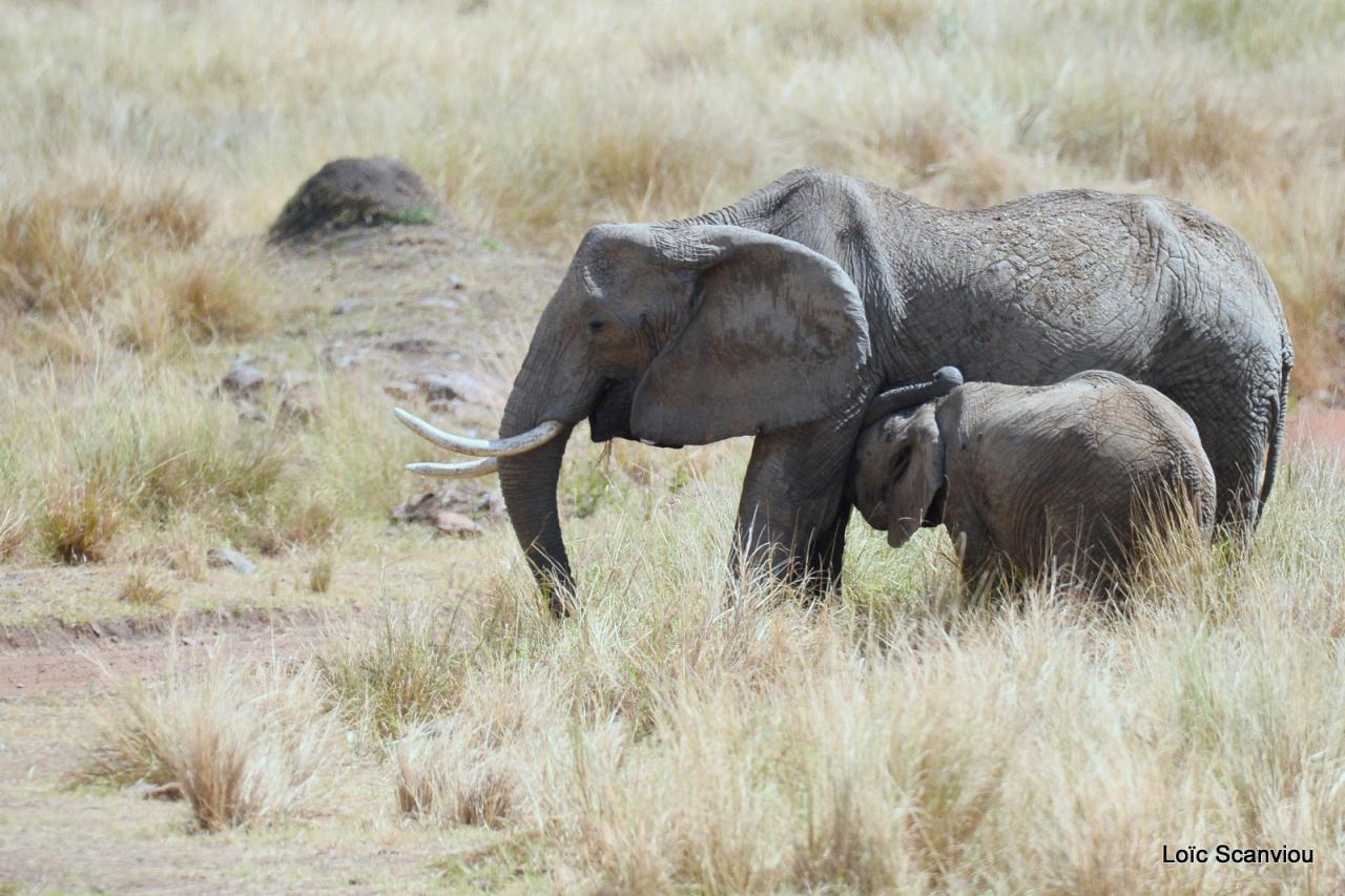 Eléphant (26)