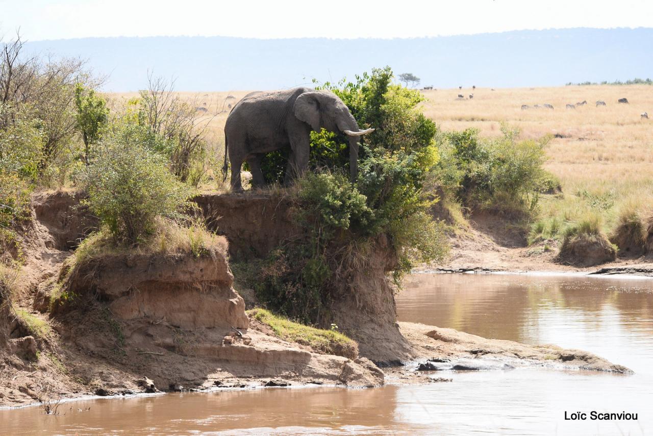 Eléphant (27)