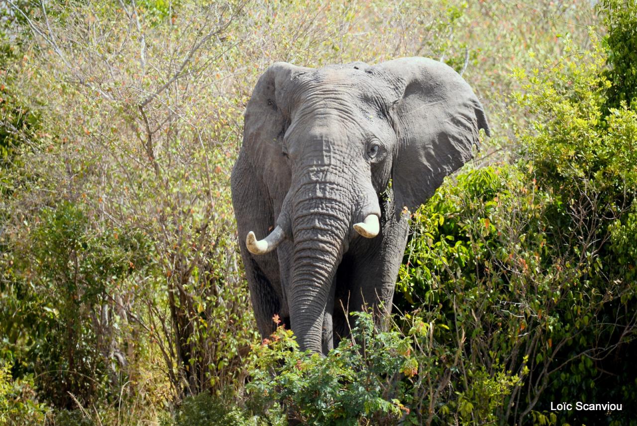 Eléphant (28)