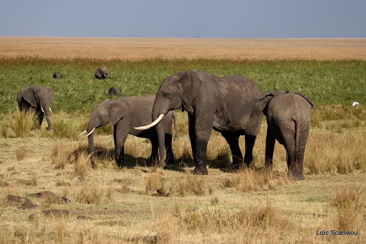 Eléphant (29)