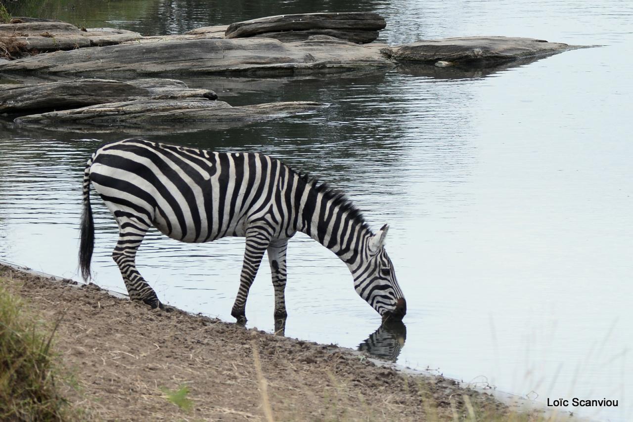 Zèbre/Zebra (2)