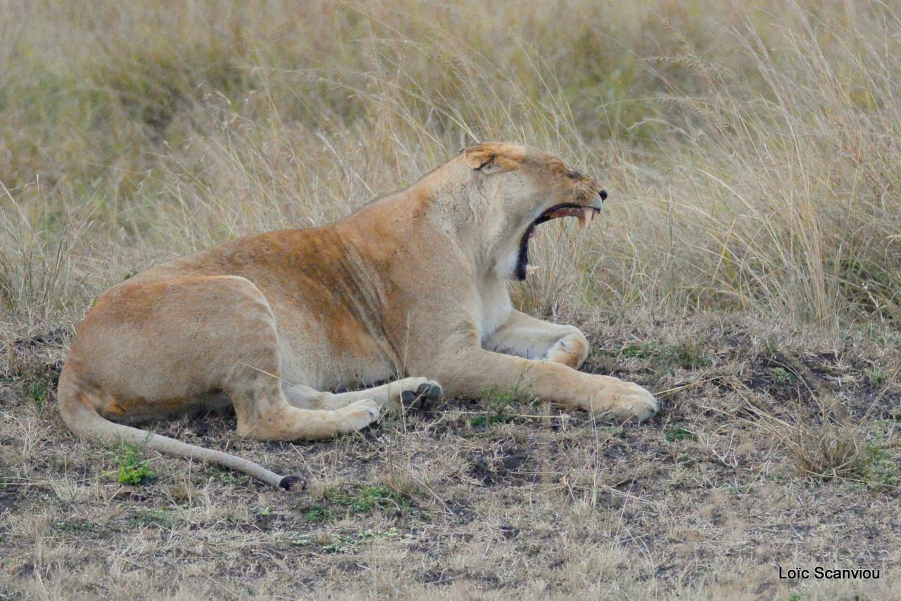 Lion (3)