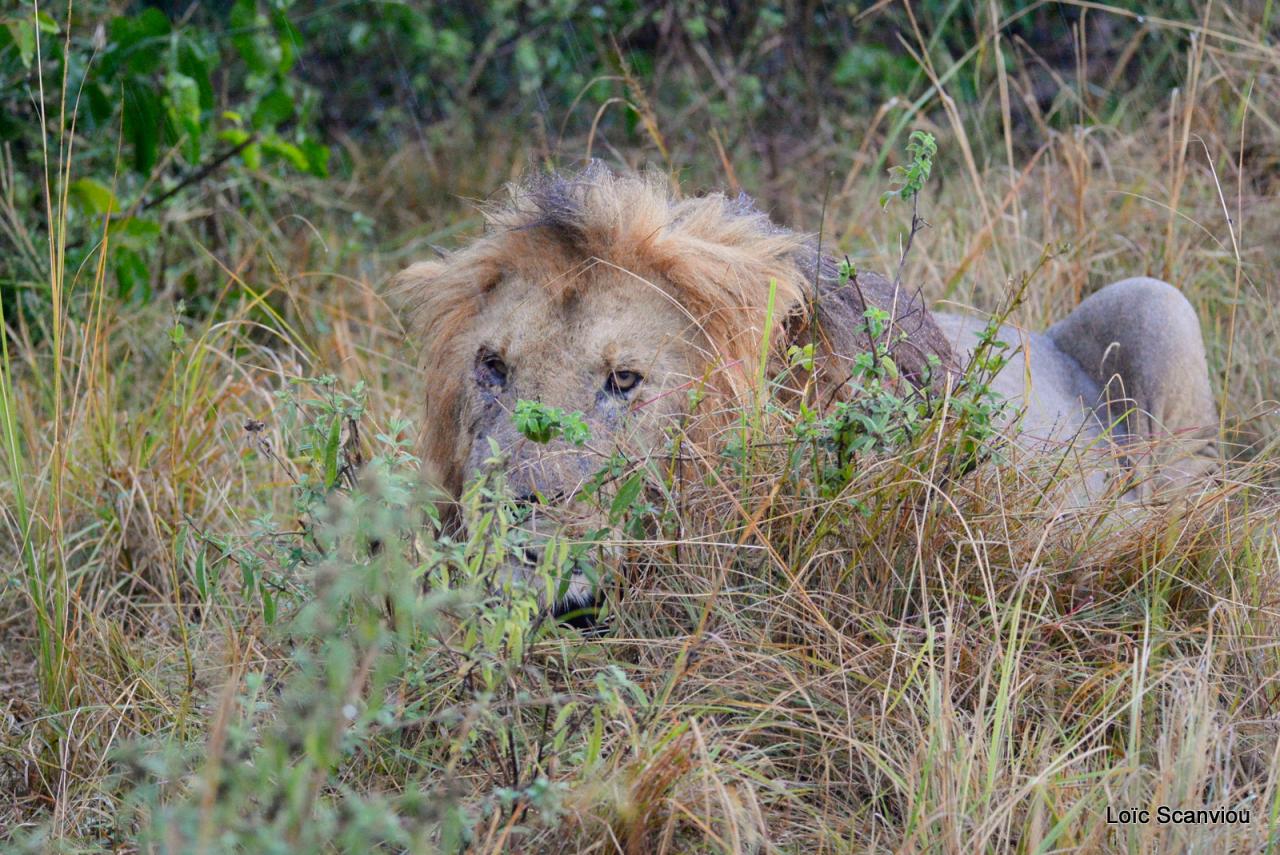 Lion (4)