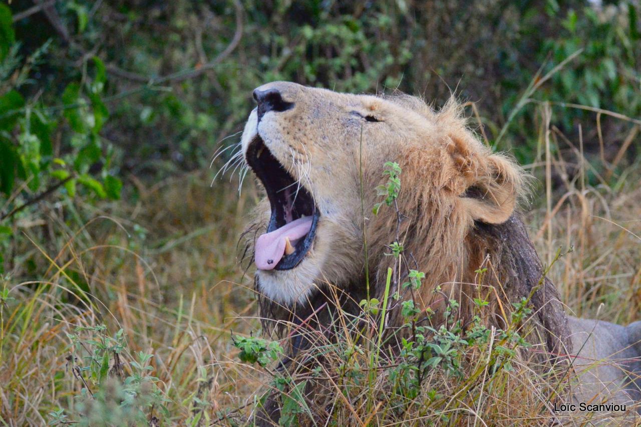 Lion (5)