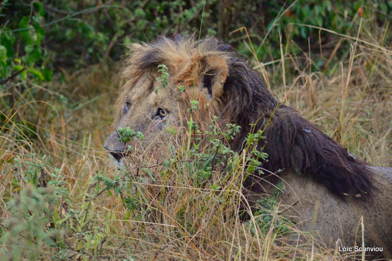 Lion (6)