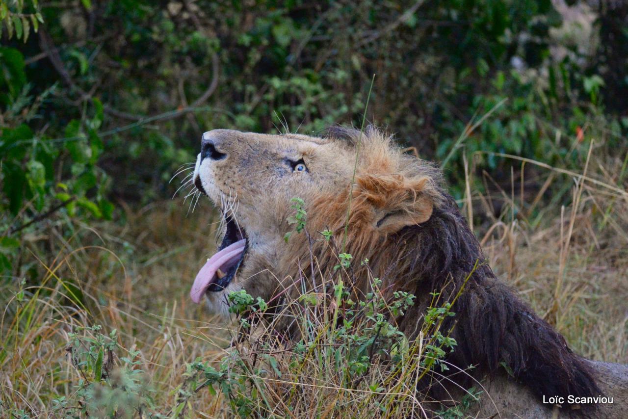 Lion (7)