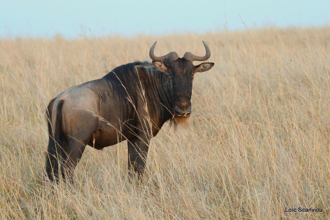 Migration des gnous/Wildebeest Migration (1)