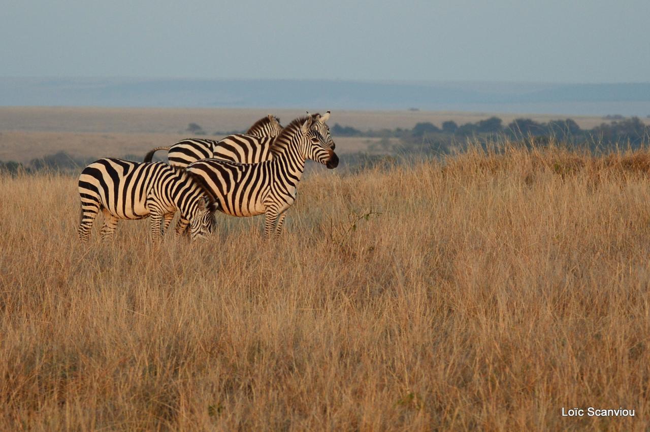 Zèbre/Zebra (15)