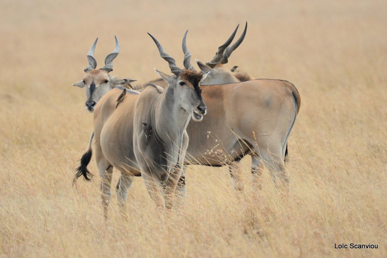 Eland du Cap/Cape Eland (1)