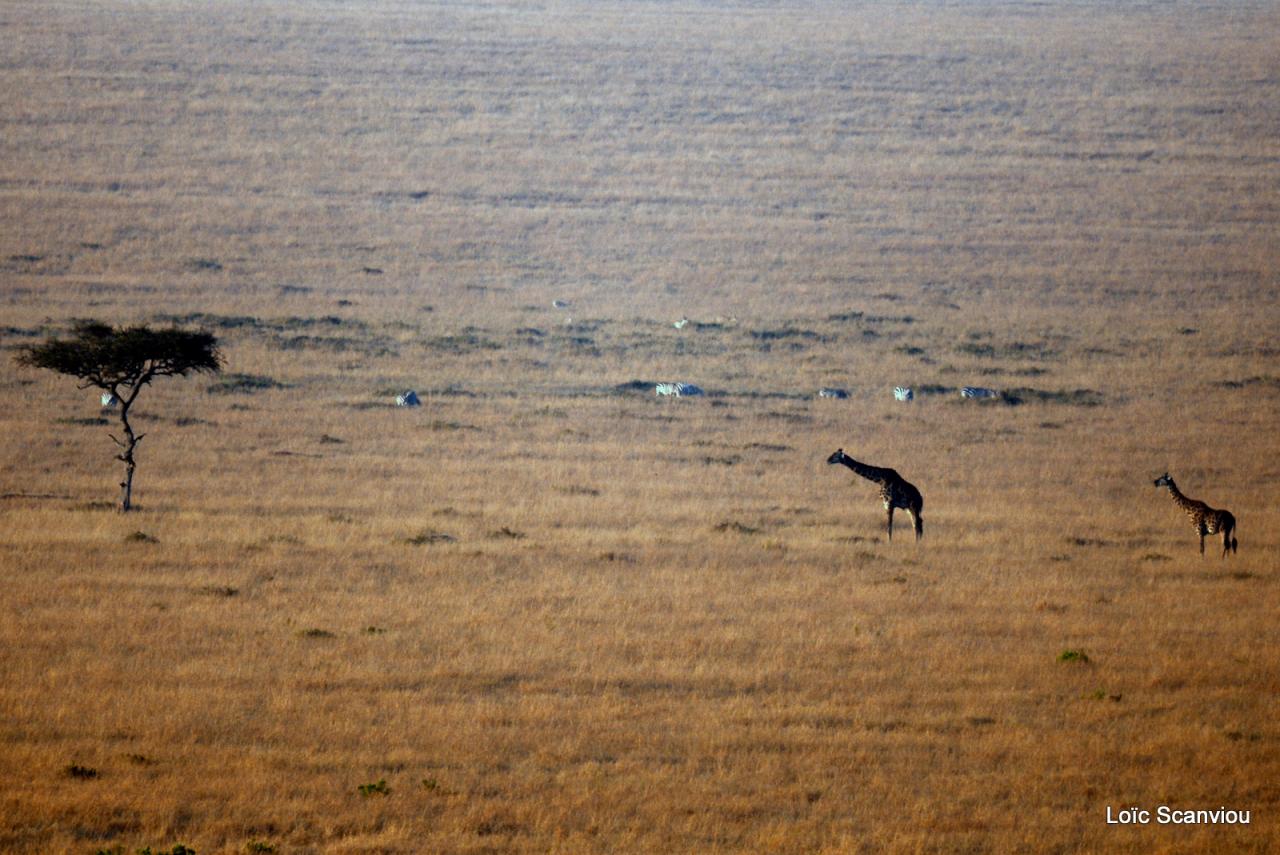 Girafe/Giraffe (1)
