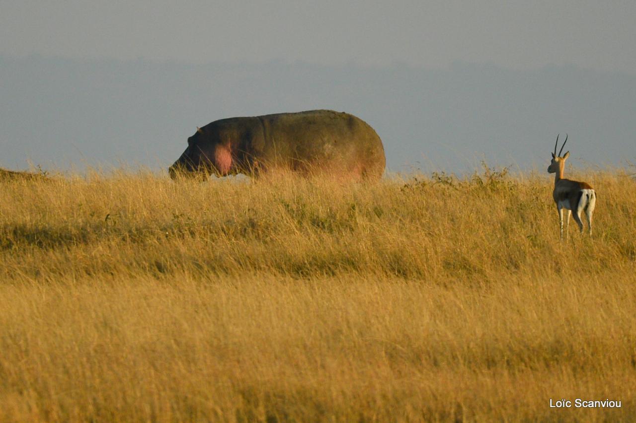 Hippopotame/Hippopotamus (4)