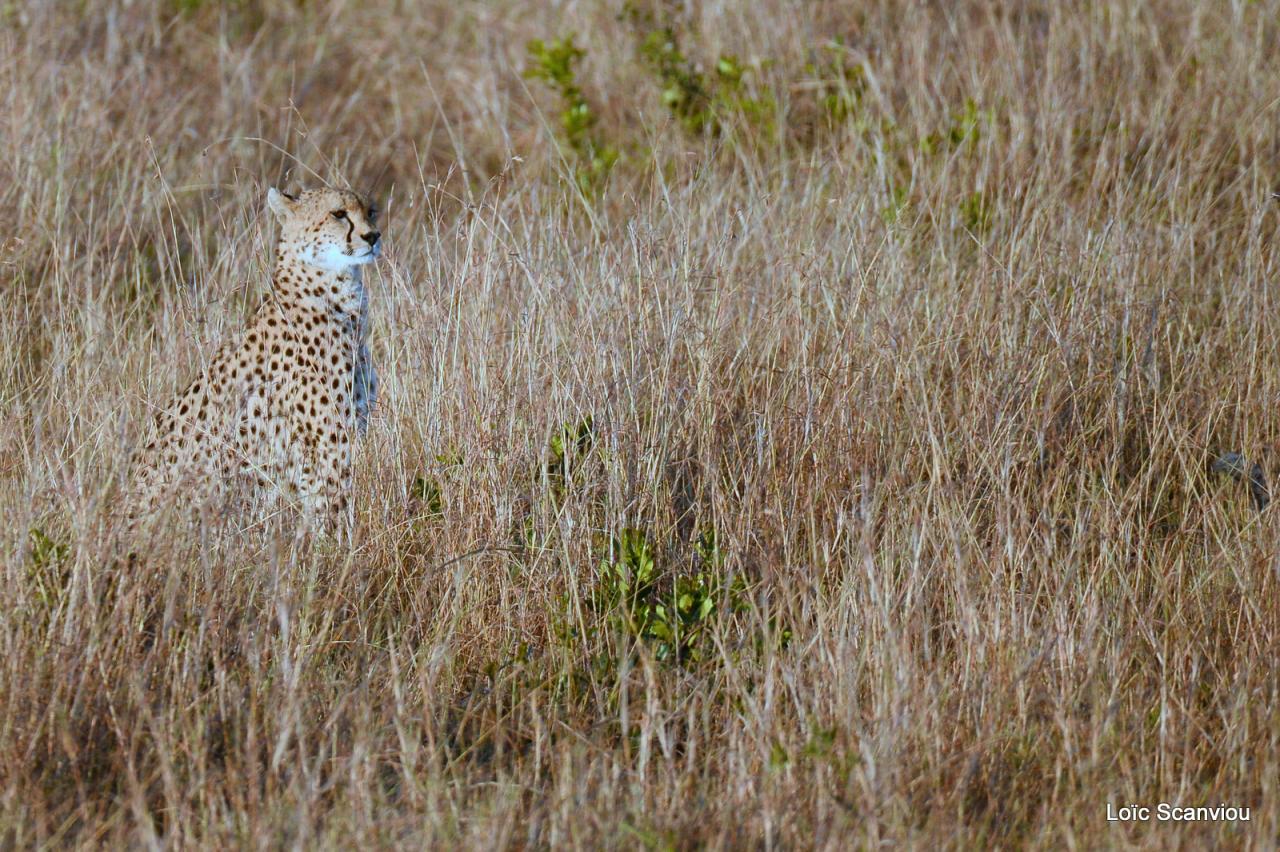 Guépard/Cheetah (3)
