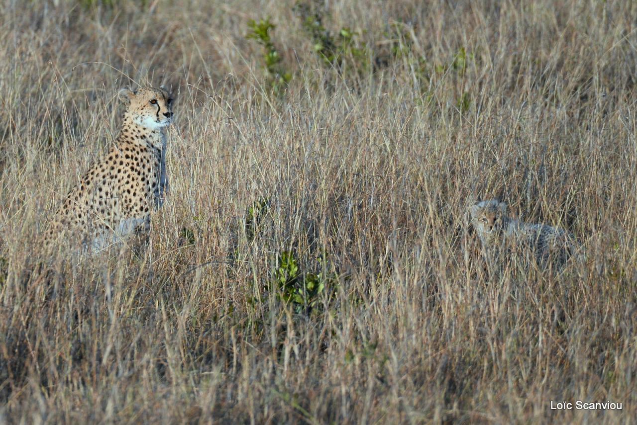 Guépard/Cheetah (4)