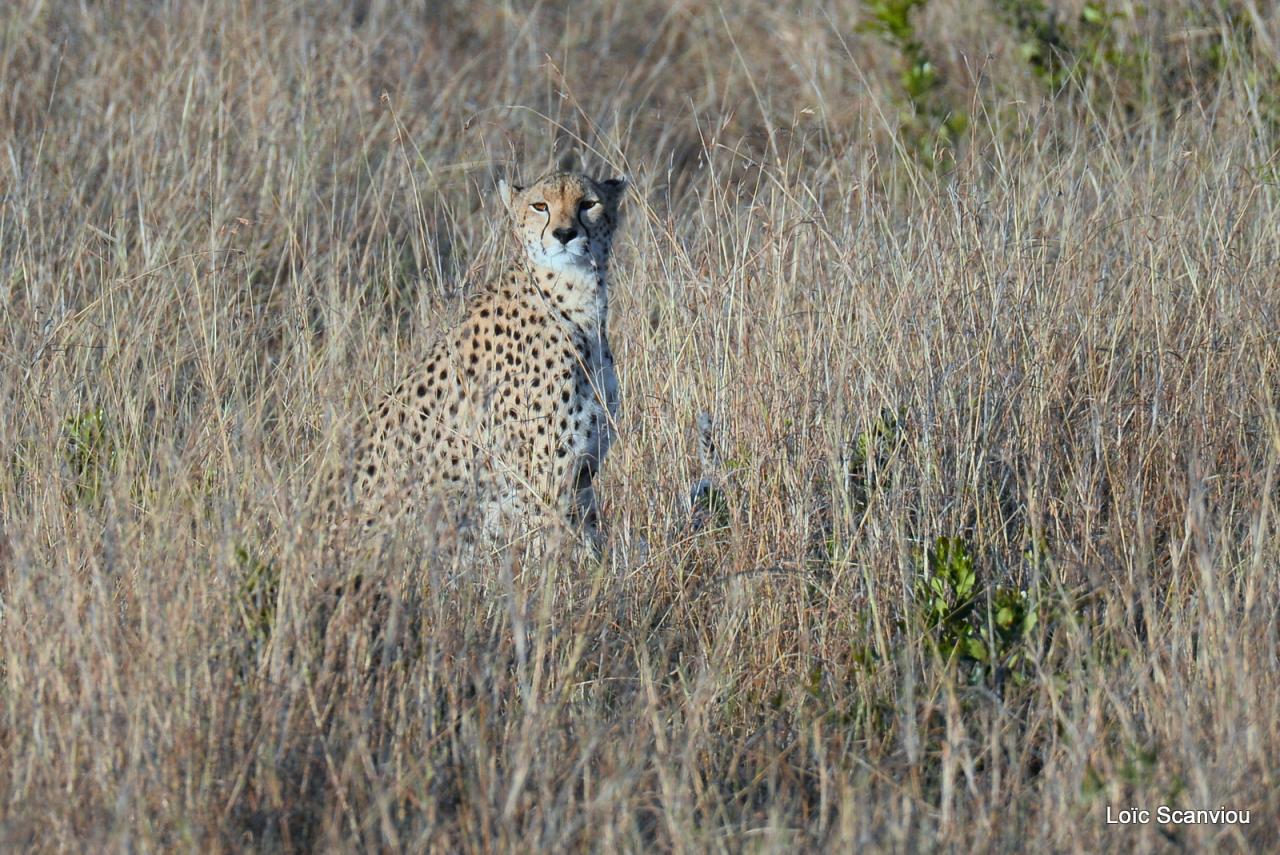 Guépard/Cheetah (5)