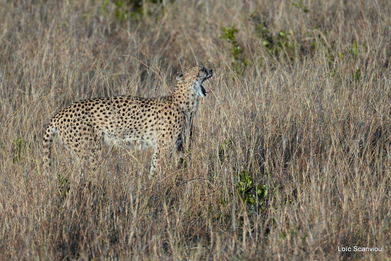 Guépard/Cheetah (6)