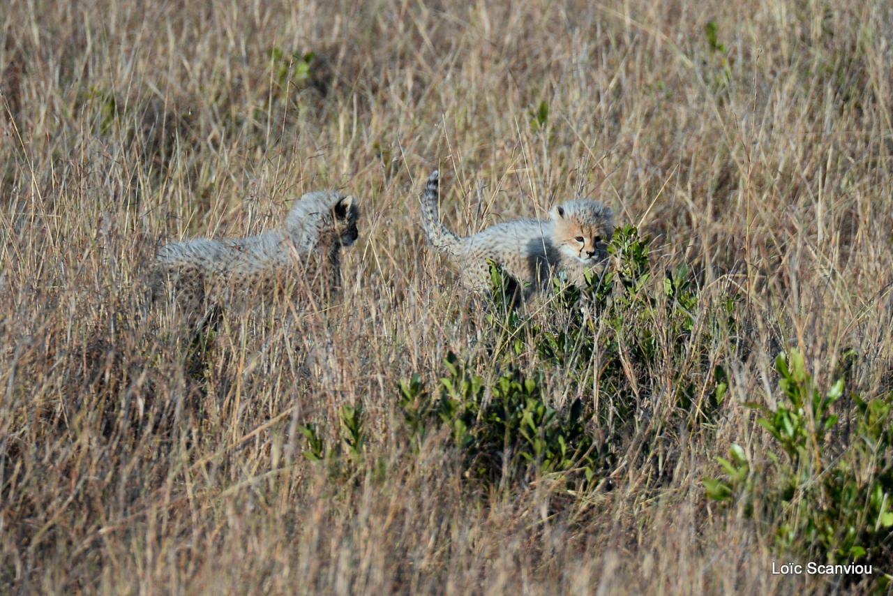 Guépard/Cheetah (7)
