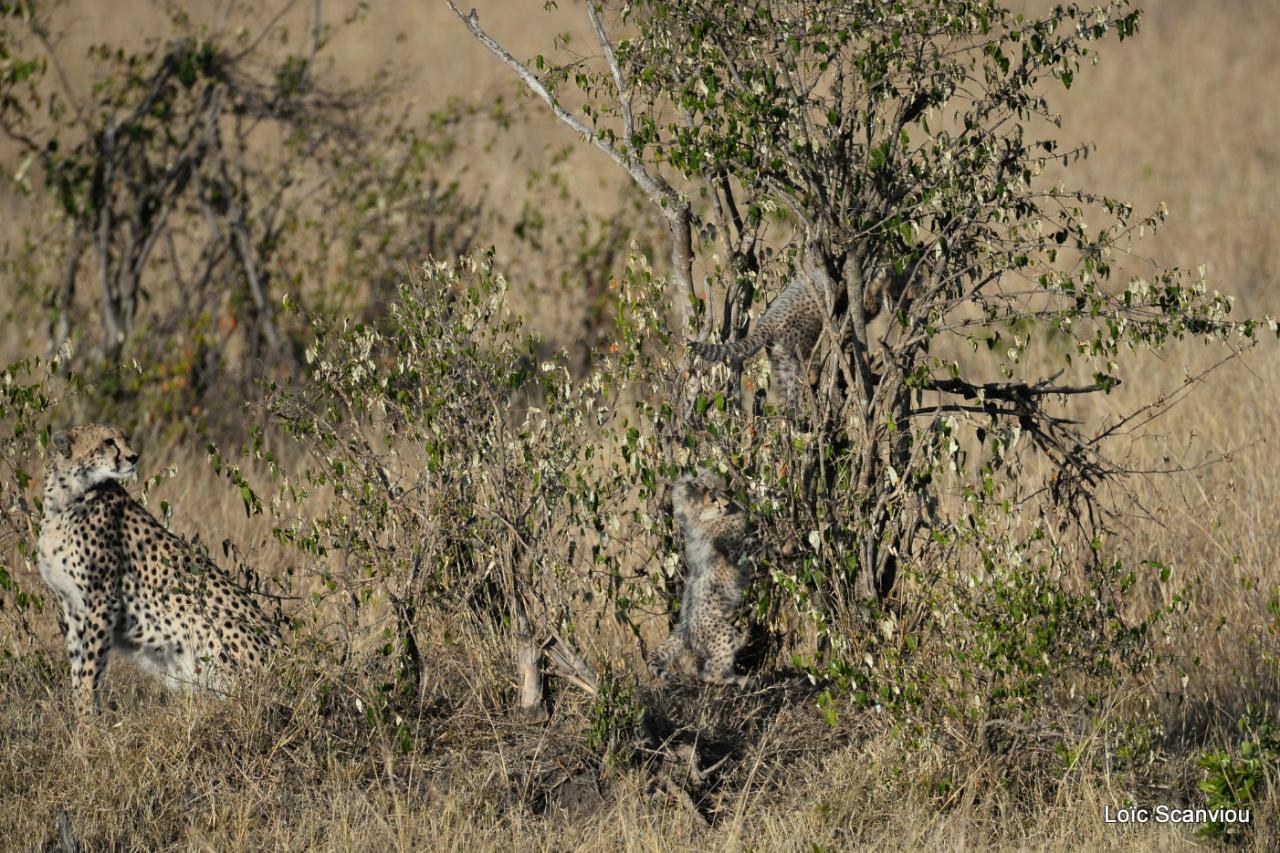 Guépard/Cheetah (8)