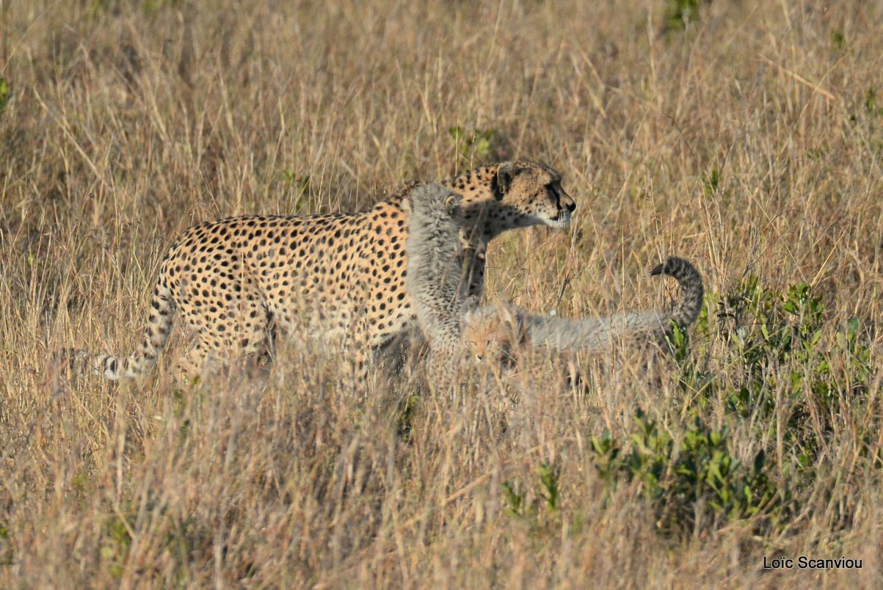 Guépard/Cheetah (9)