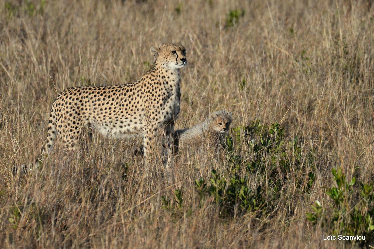 Guépard/Cheetah (10)