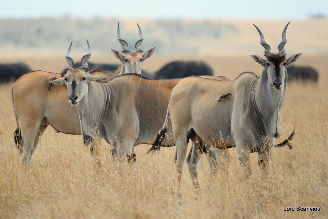 Eland du Cap/Cape Eland (2)