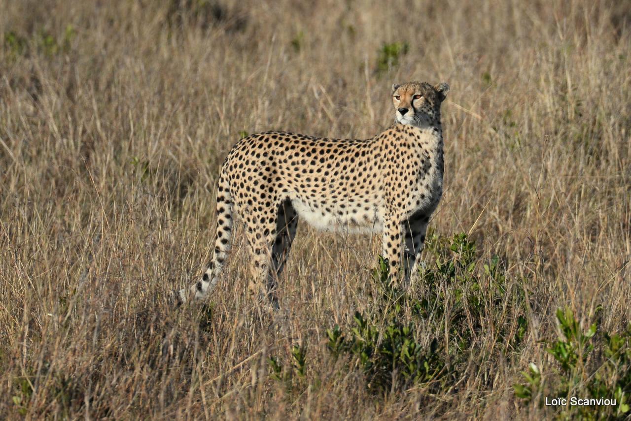 Guépard/Cheetah (11)