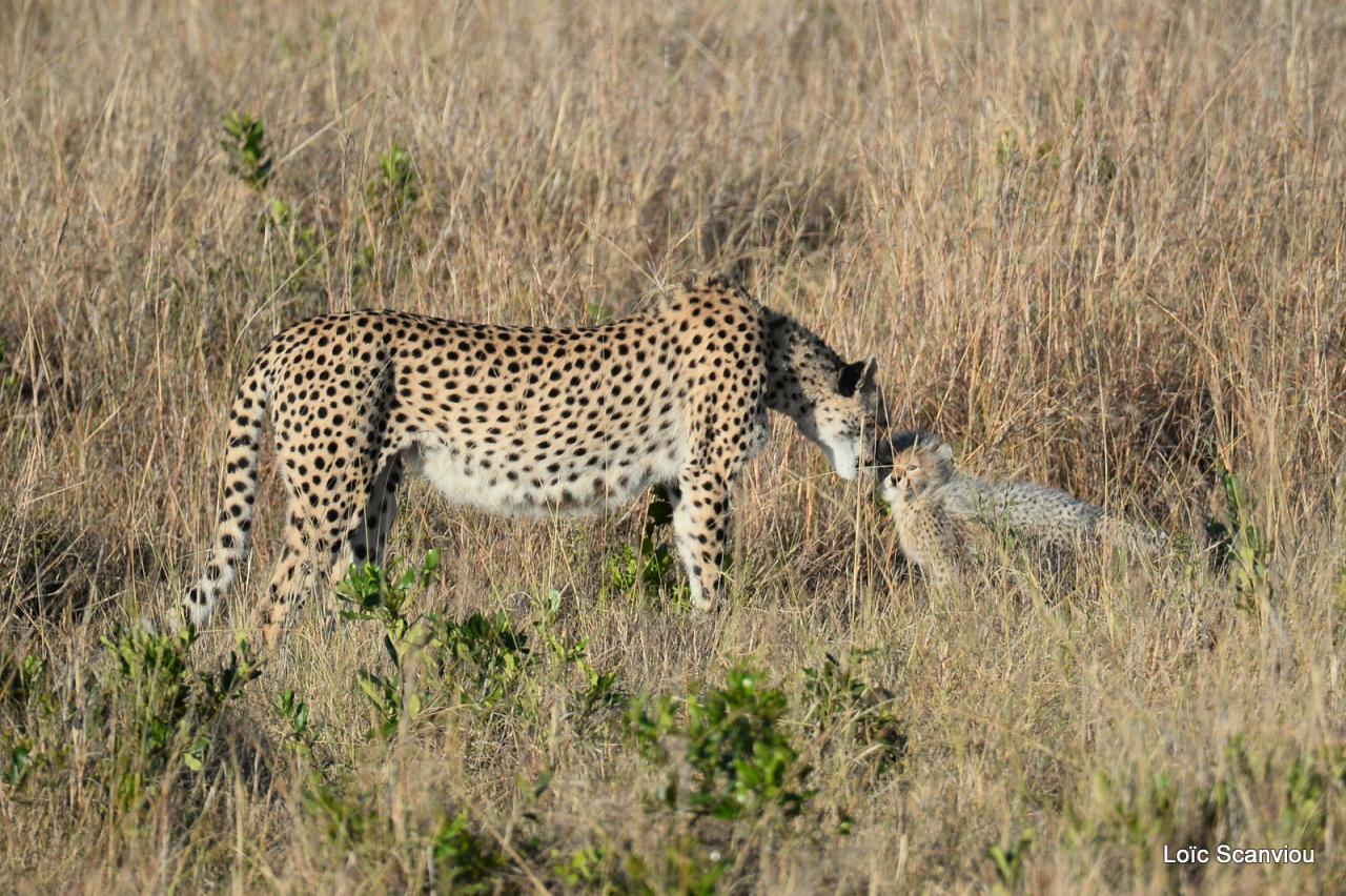 Guépard/Cheetah (12)