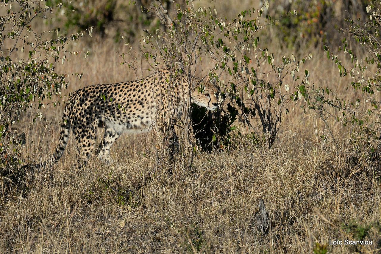 Guépard/Cheetah (13)