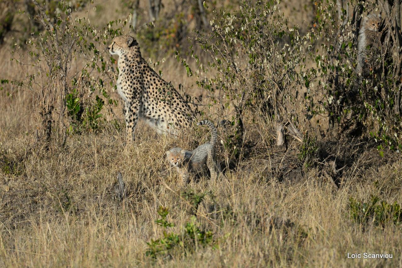 Guépard/Cheetah (14)