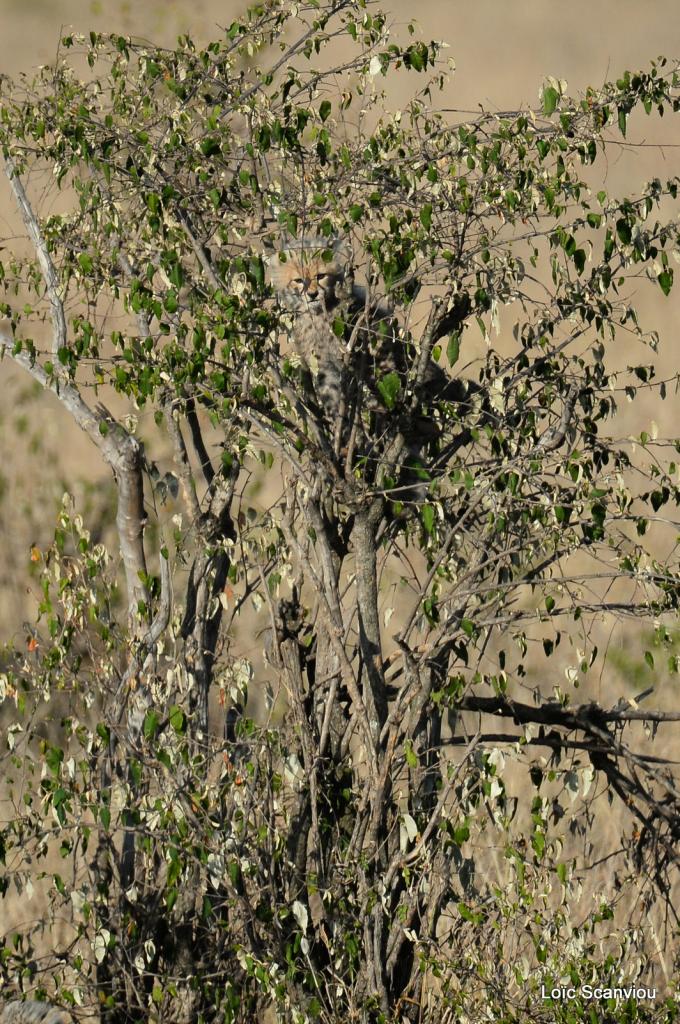 Guépard/Cheetah (15)