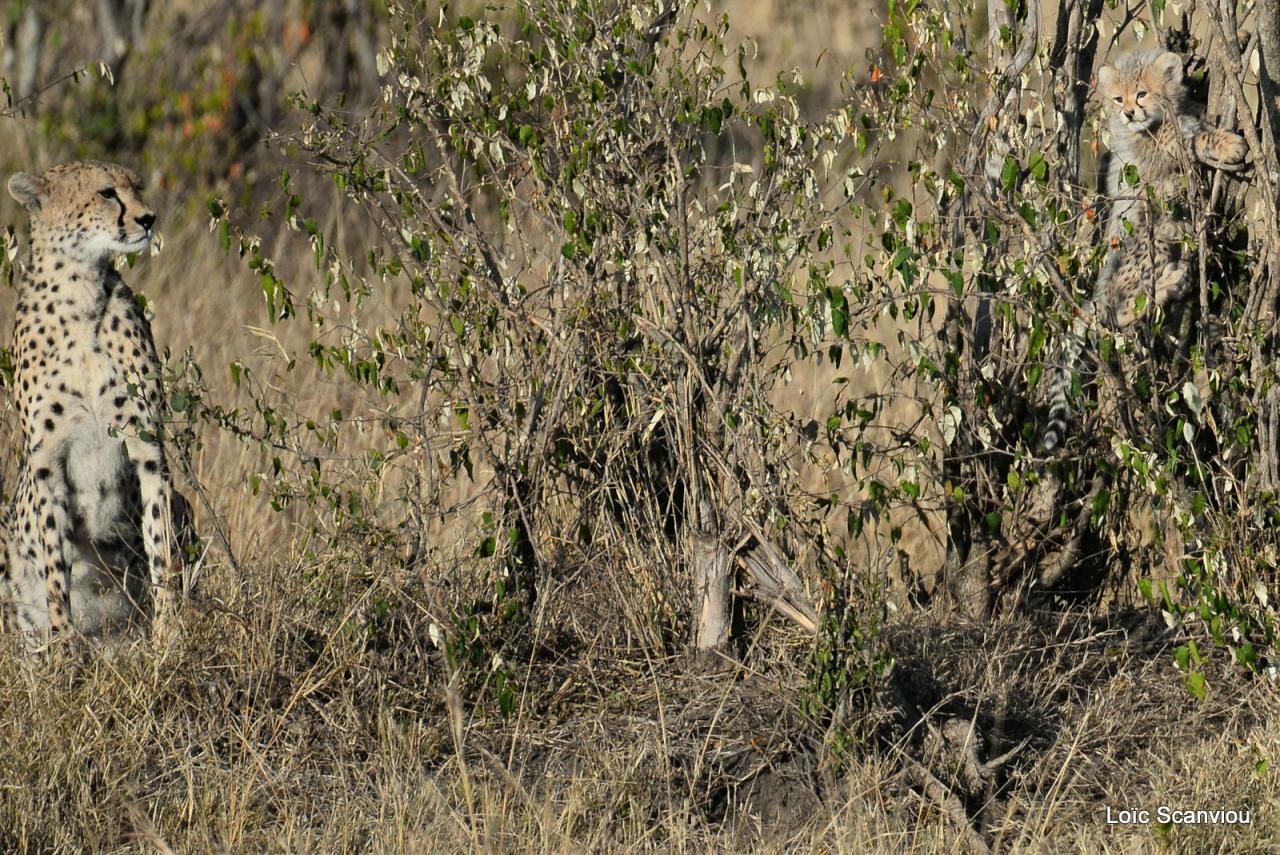 Guépard/Cheetah (16)