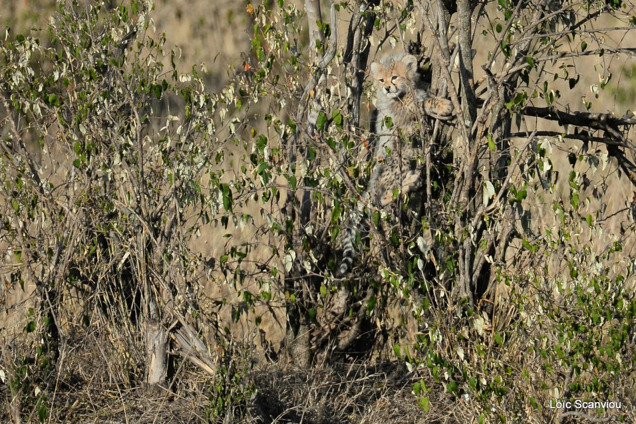 Guépard/Cheetah (17)