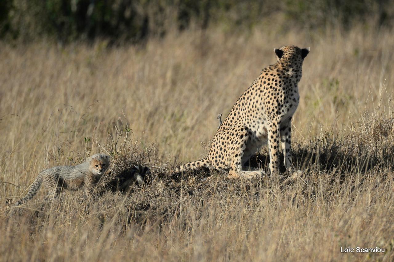 Guépard/Cheetah (19)