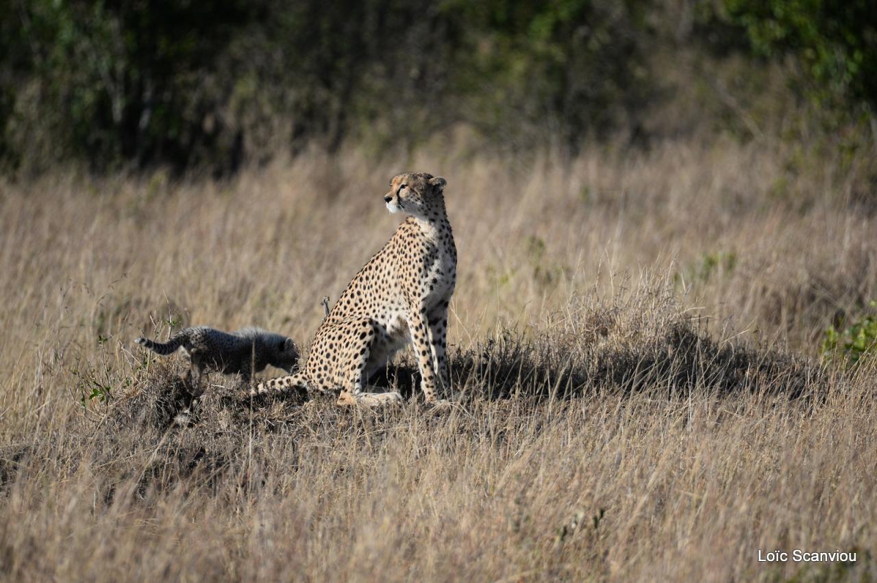 Guépard/Cheetah (20)