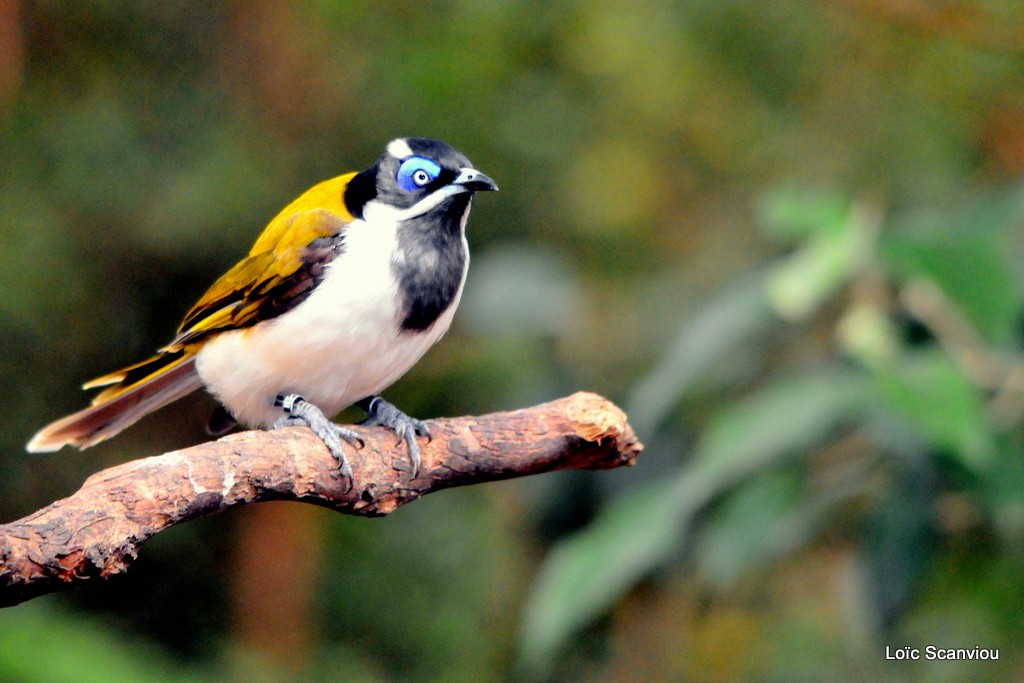 Meliphage à oreillons bleus/Blue-faced Honeyeater