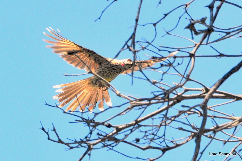 Meliphage à pendeloques/Yellow Wattlebird
