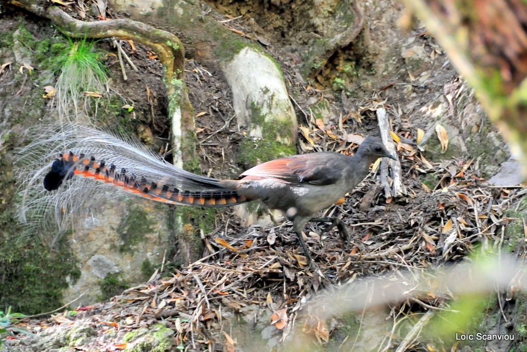 Ménure superbe/Superb Lyrebird 